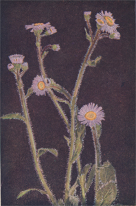 Robin's Plantain or Blue Spring Daisy